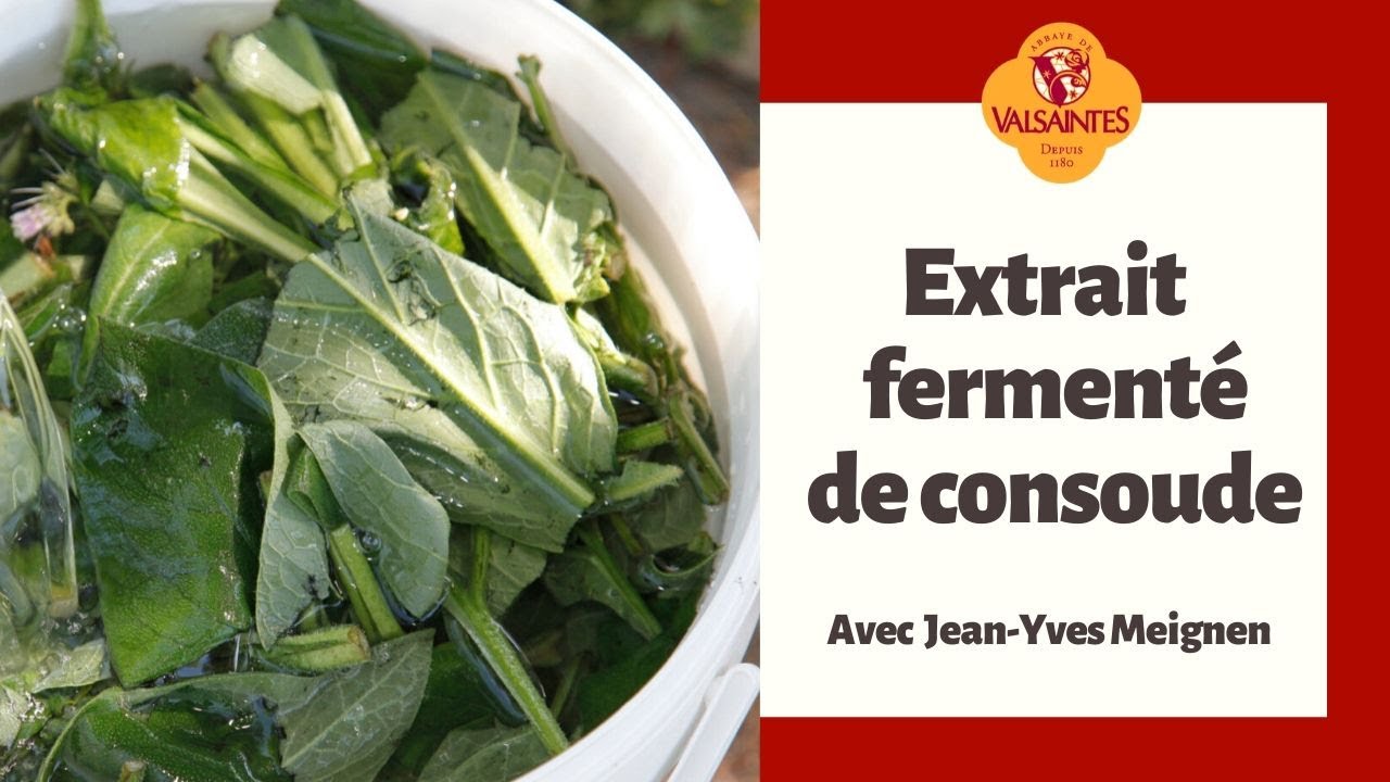 Faire son extrait fermenté ( purin ) de consoude