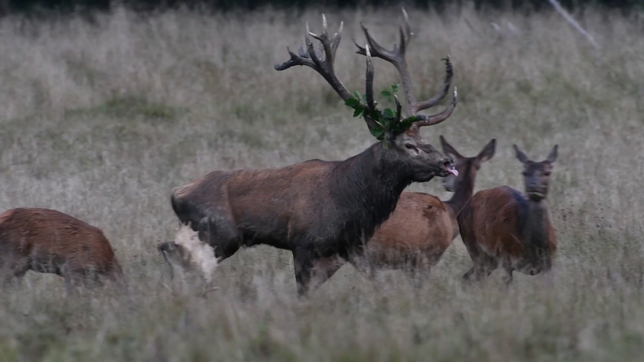 Red deer (Cervus elaphus) stag bellowing during the autumn rut, Denmark