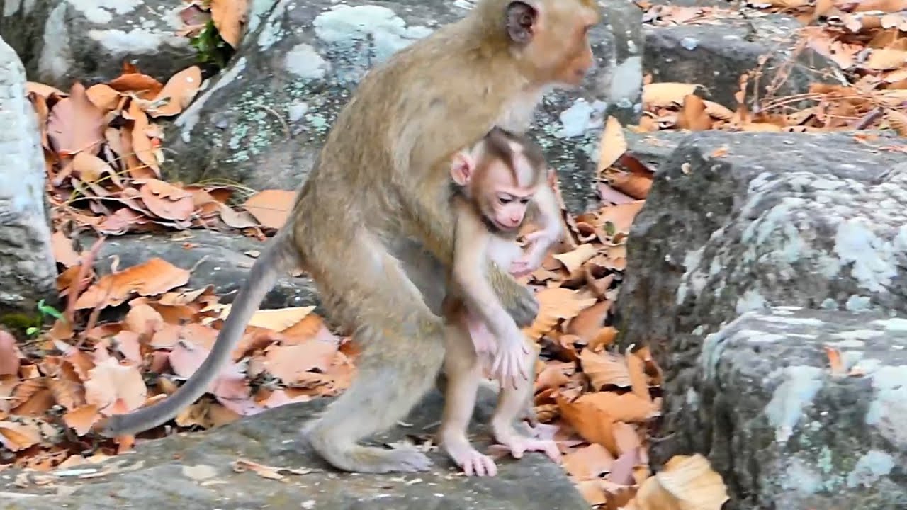 Rainbow still think BB Lily run slowly so She Hug Her to run quickly together so funny and adorable