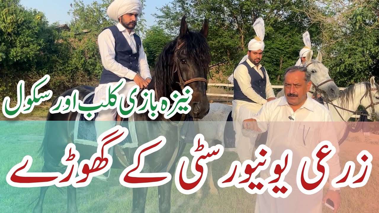 Best Horse Riders and Horse Riding School || UAF Tent Pegging Club