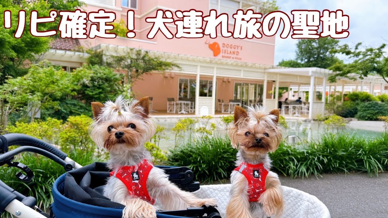 愛犬がずっと笑顔！ドギーズアイランドで過ごす幸せな休日【犬旅Vlog】／多頭飼い　ヨーキー