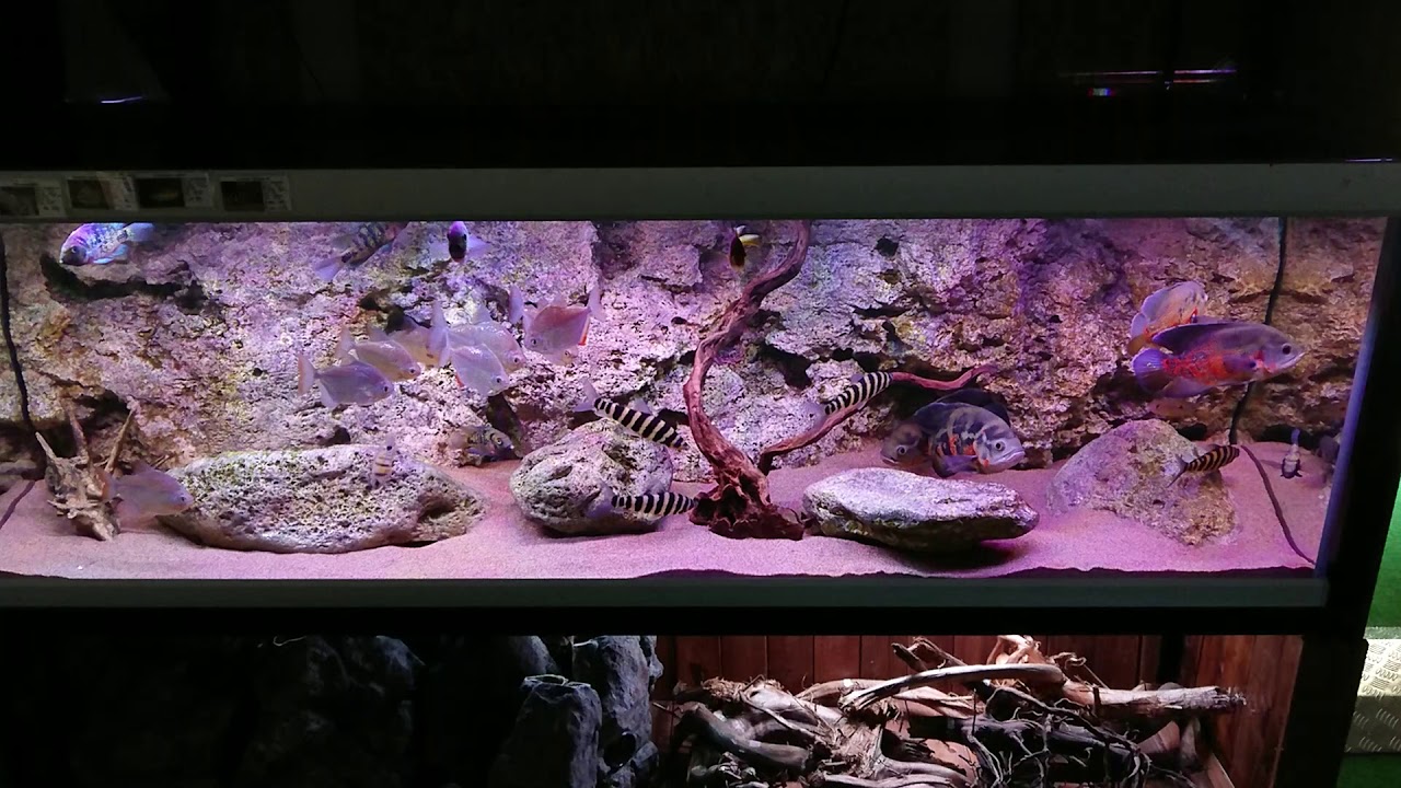 Akvastabil Fusion 720 L aquarium with RockZolid Sumba background