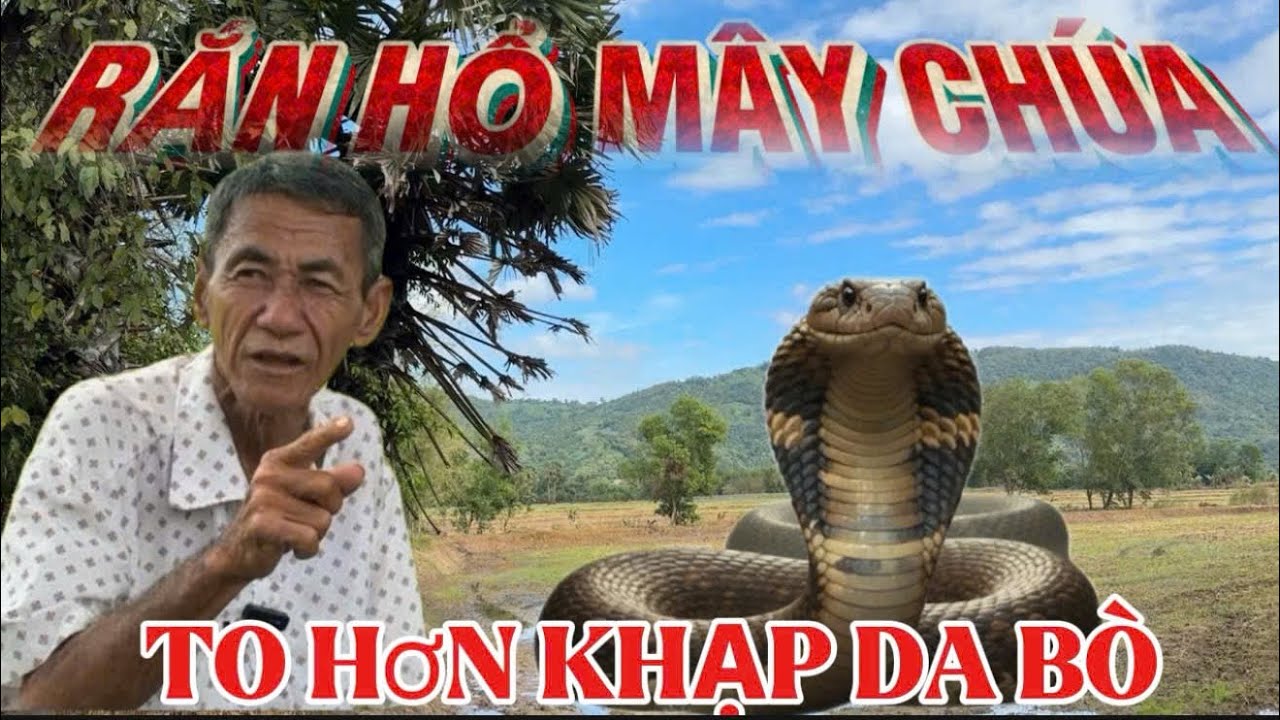 Anh hai sống ở vùng thất sơn bảy núi chạm trán rắn hổ mây to khủng và hồi ức về trận giặc 1978