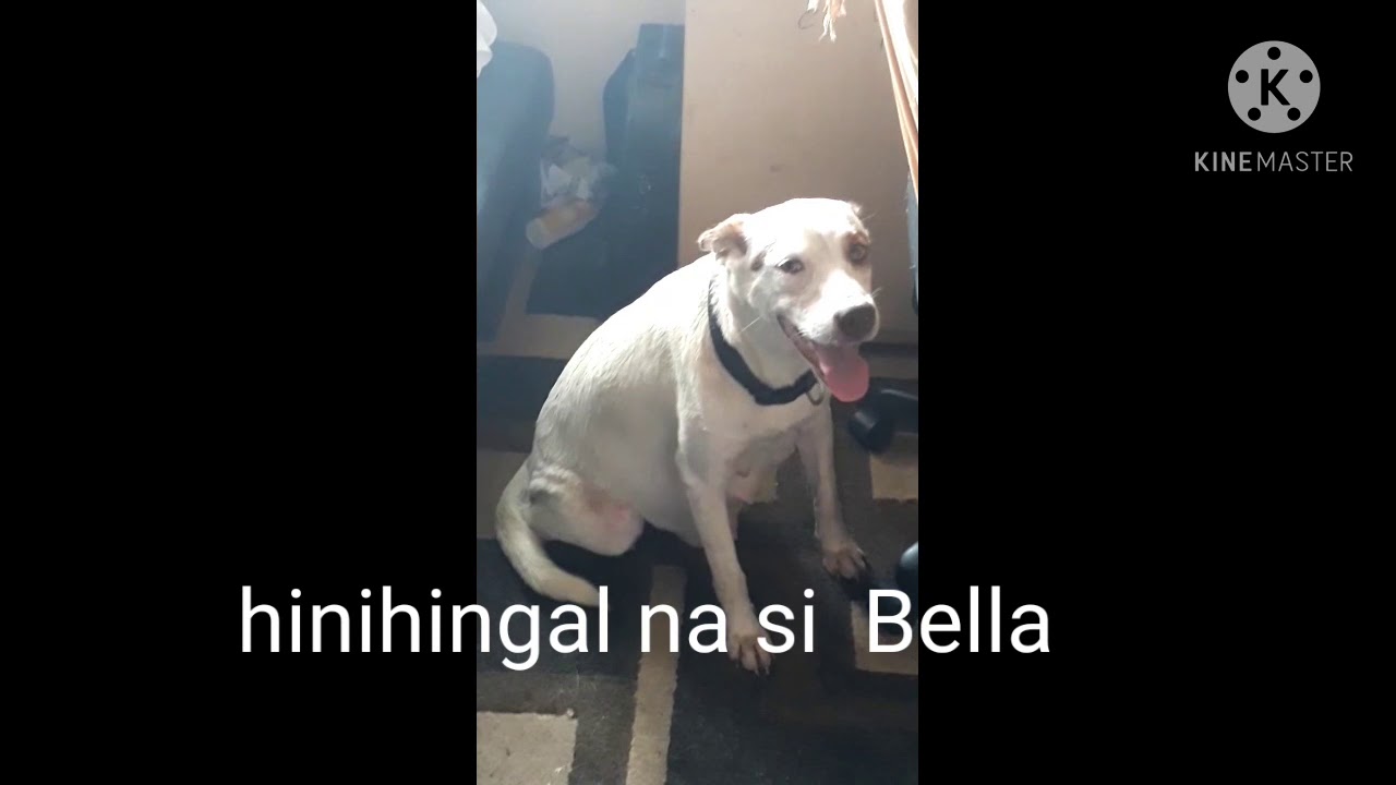 Senyales na manganganak na ang Aso