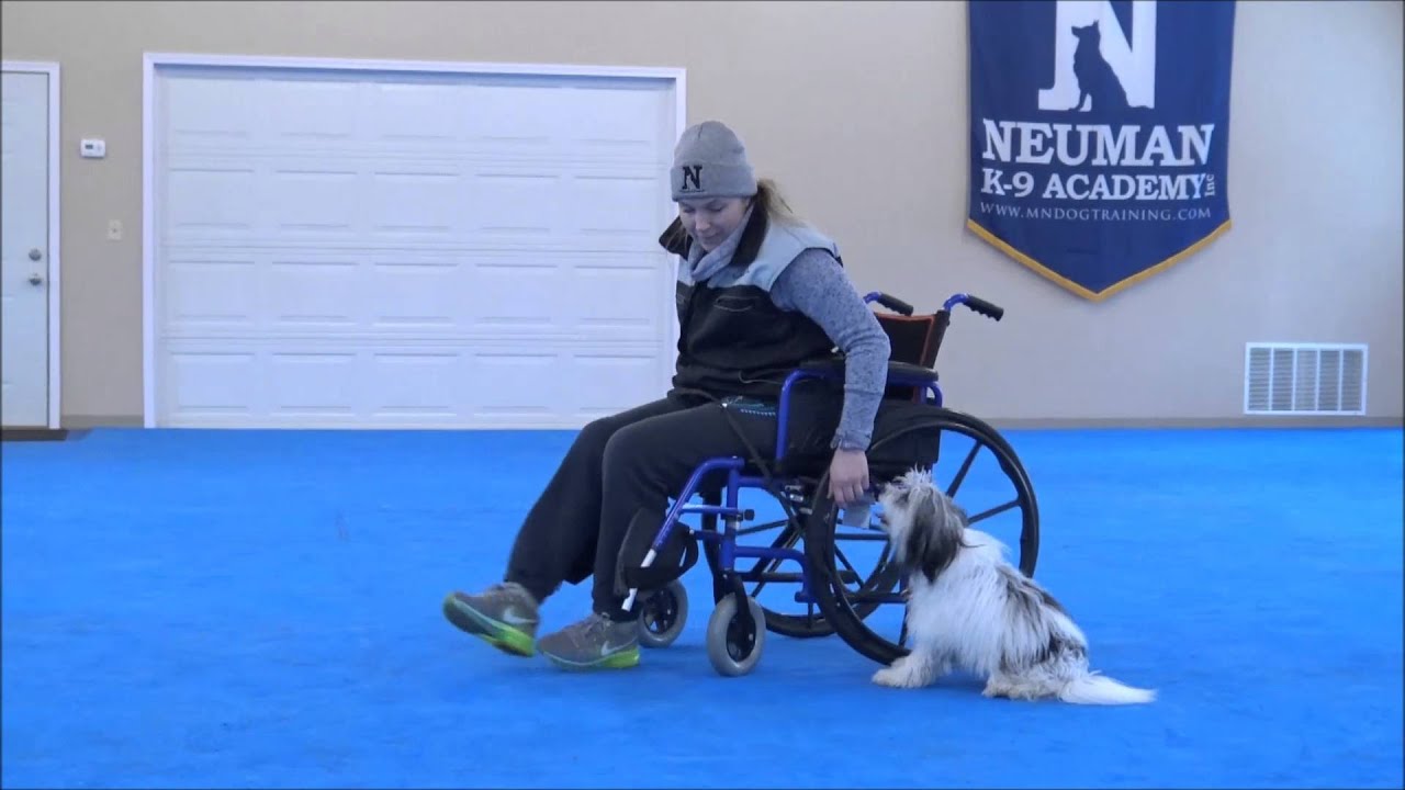 Humphrey (Lowchen) Boot Camp Dog Training Video