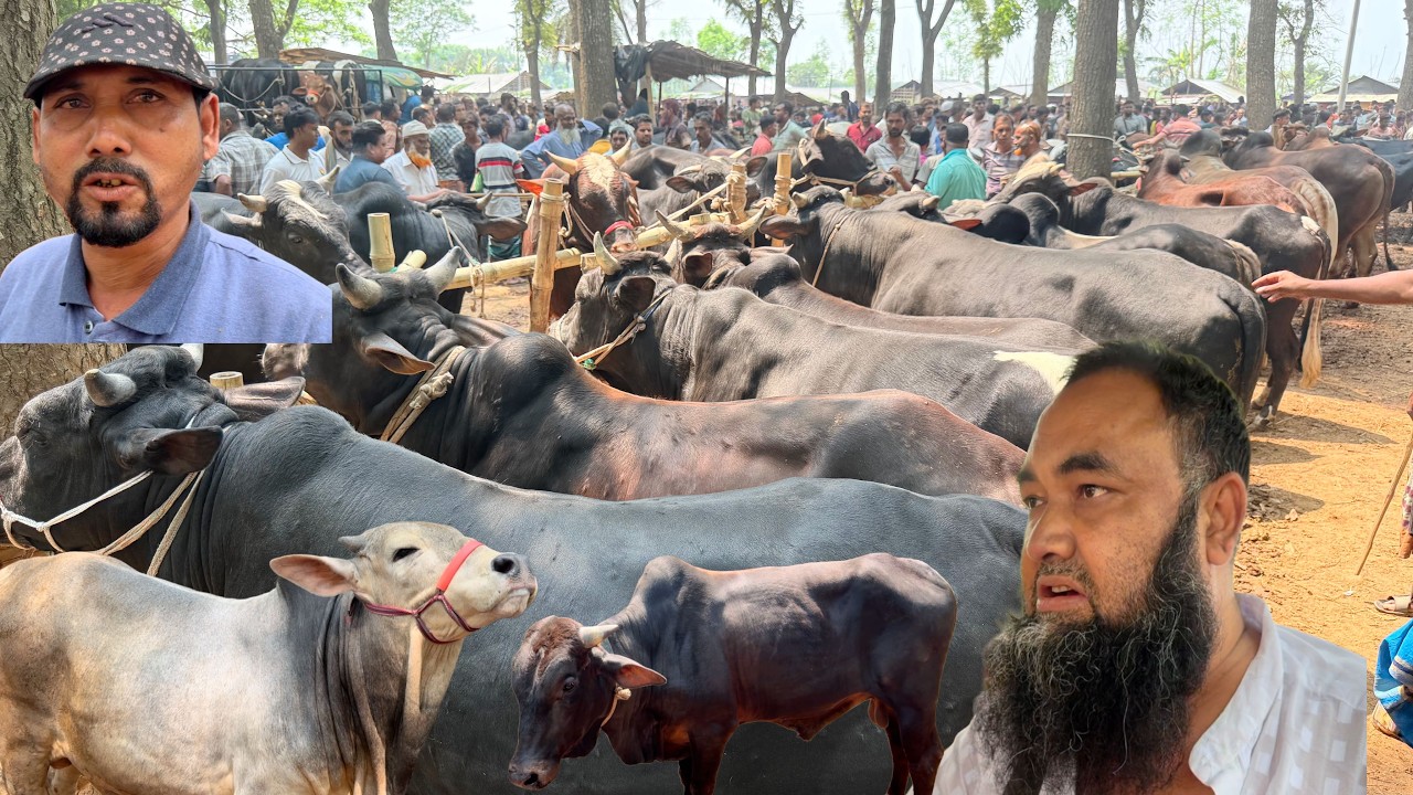 রোজা’র ঈদের আগে চৌগাছা হাট হয়তো শেষ হাট! হাটের শুরুতে মাংসের গরুর কেনাবেচা ।