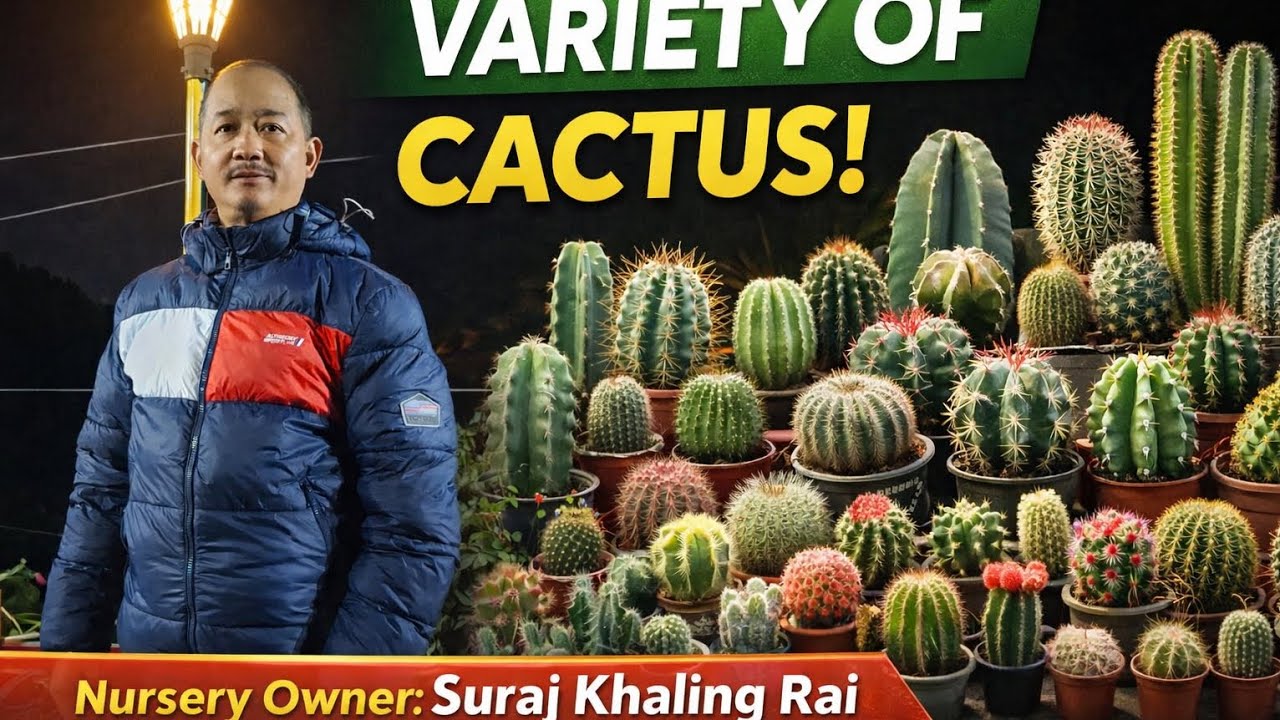 Walking Through My Rooftop Cactus Paradise