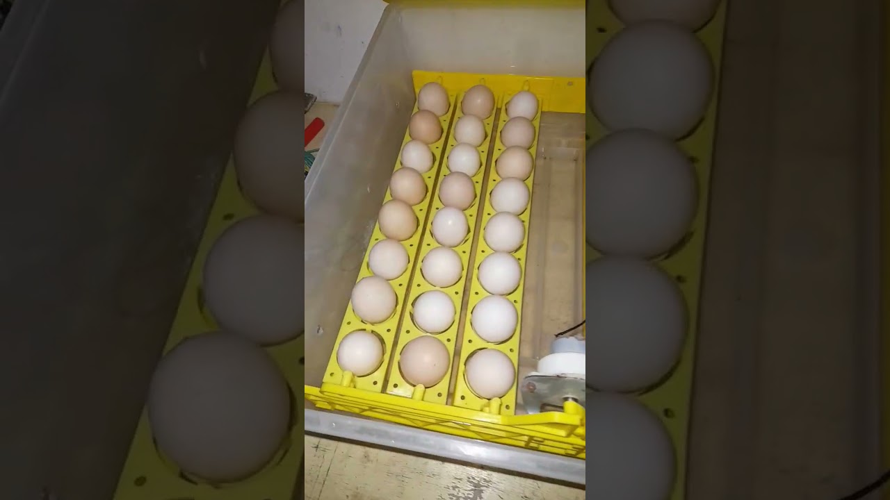 48 egg  incubator rusalt best rusalt 