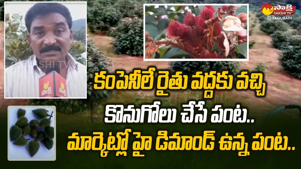 మార్కెట్లో హై డిమాండ్ ఉన్న పంట: Lipstick Seed Business Plan | Jafra Seeds Business | Sakshi Sagubadi
