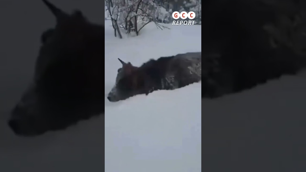 🌈🌏Record Breaking Snow in Turkey.
