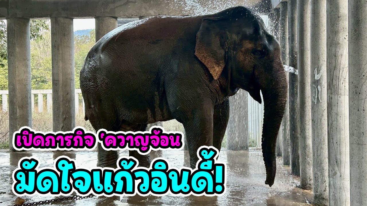 สัญญาณดี! 'แก้วอินดี้' กลับมาสดใส กินเก่งขึ้นมาก พร้อมลุ้นแผนปลดโซ่เร็วๆ นี้ 🐘