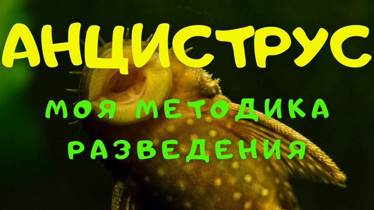 АНЦИСТРУСЫ. МОЯ МЕТОДИКА РАЗВЕДЕНИЯ.