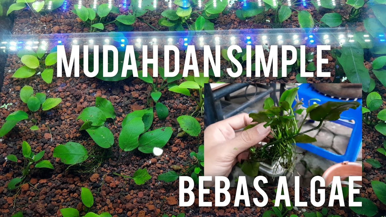 Cara Mudah Memperbanyak Tanaman Anubias | Hobby Aquascape