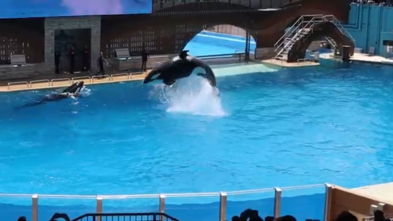 Bonus: SeaWorld Orlando Shows: Orca Encounter-Dolphin Adventures-SeaLion Show