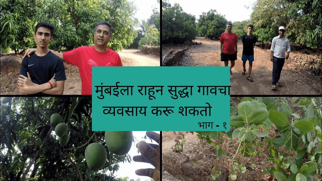 मुंबईला नोकरी करून गावची आंबा - काजूची बाग संभाळतात | mango farming | cashew farming | konkan vlog