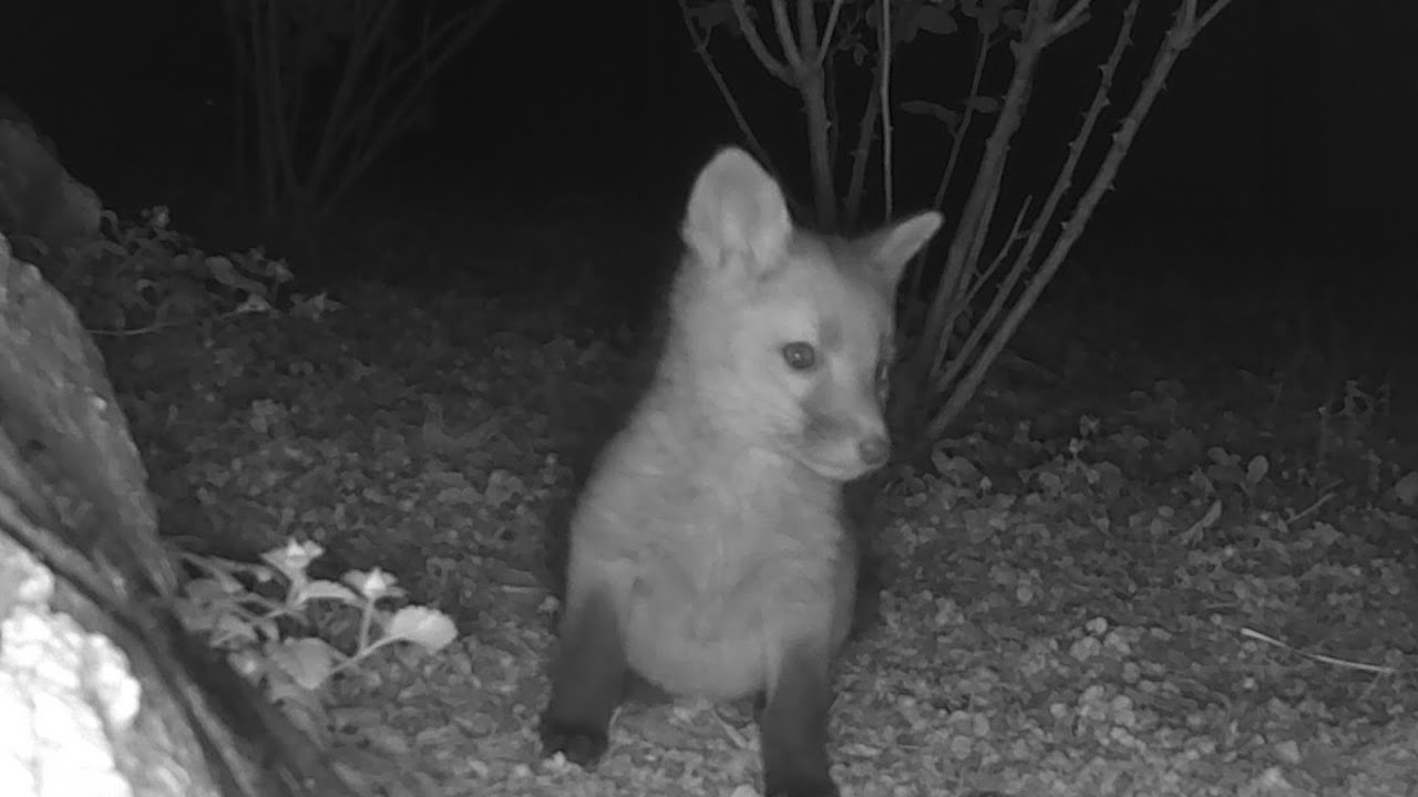 Baby Foxes 2024 4: Hop, Tackle, Roll