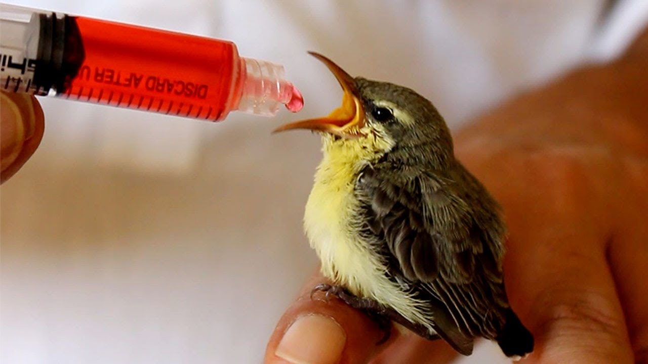 baby bird feeding with hand/ baby hummingbird feeding sweet nectar