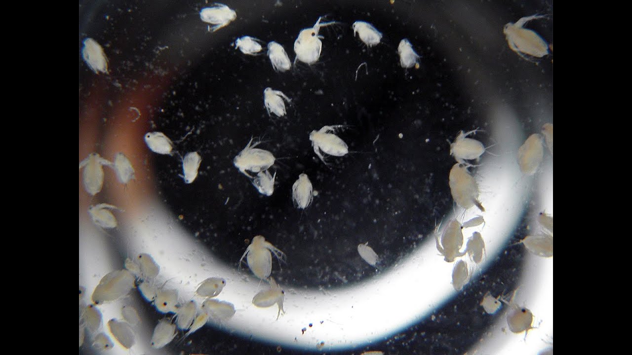 Moina macrocopa: la micro daphnia