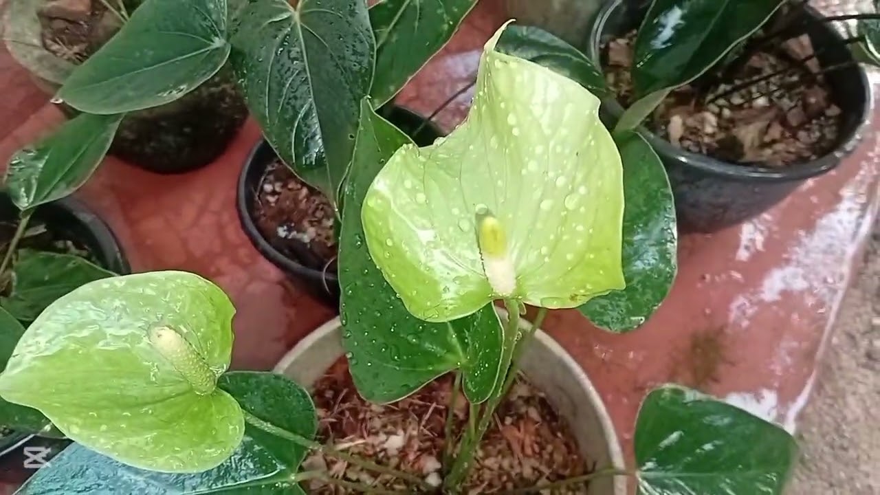 Absolute Anthurium 💚