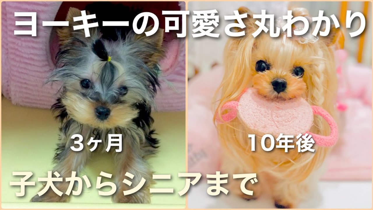 ヨークシャーテリアが子犬からシニア犬になるまで！性格、病気、お手入れについて