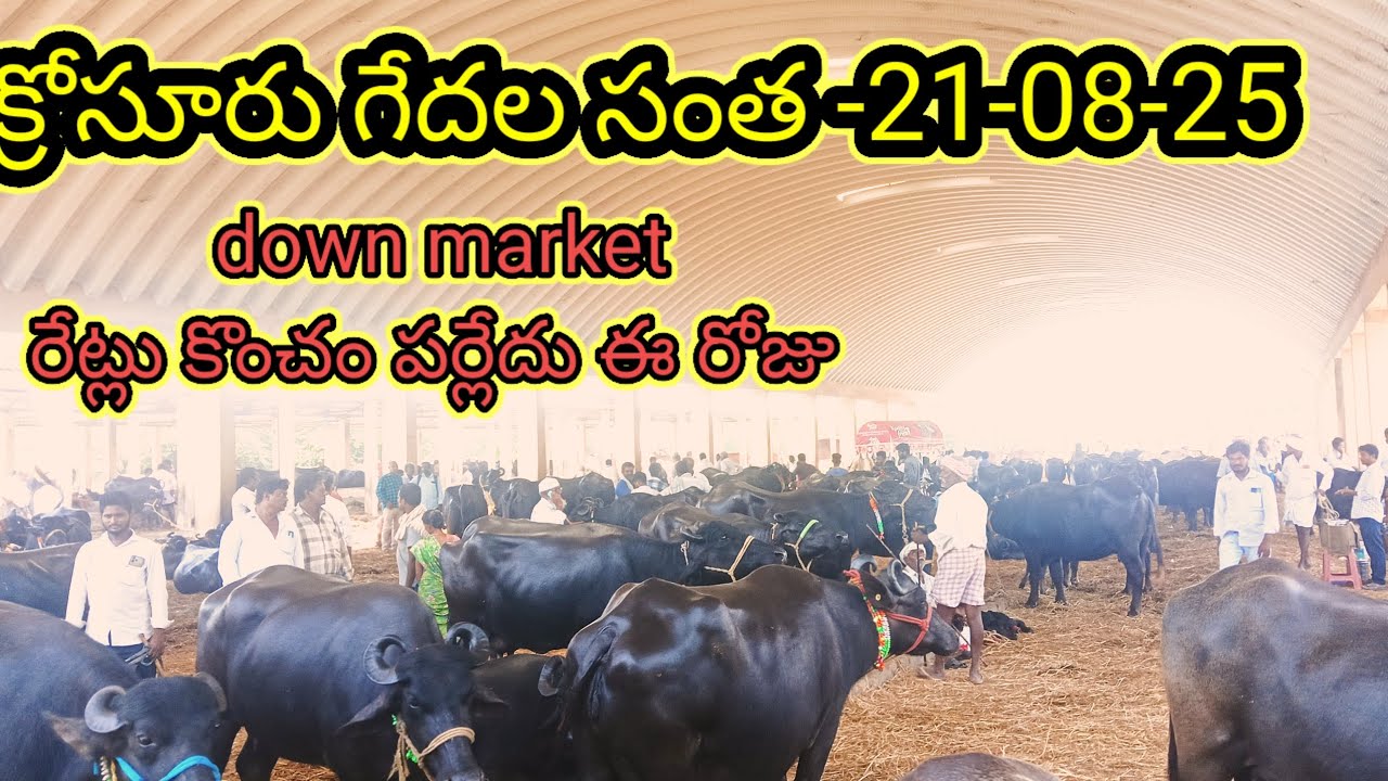 #క్రోసూరు గేదల సంత,# krosuru buffelo market # 