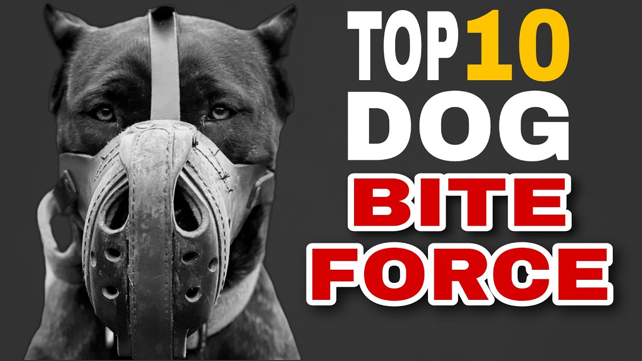 Top 10 Dogs With Strongest Bite Force In The World