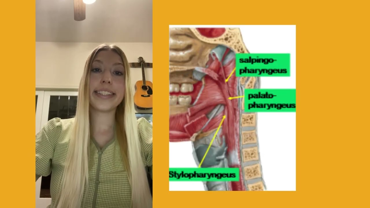 Anatomy & Physiology of Swallowing SLP Dysphagia