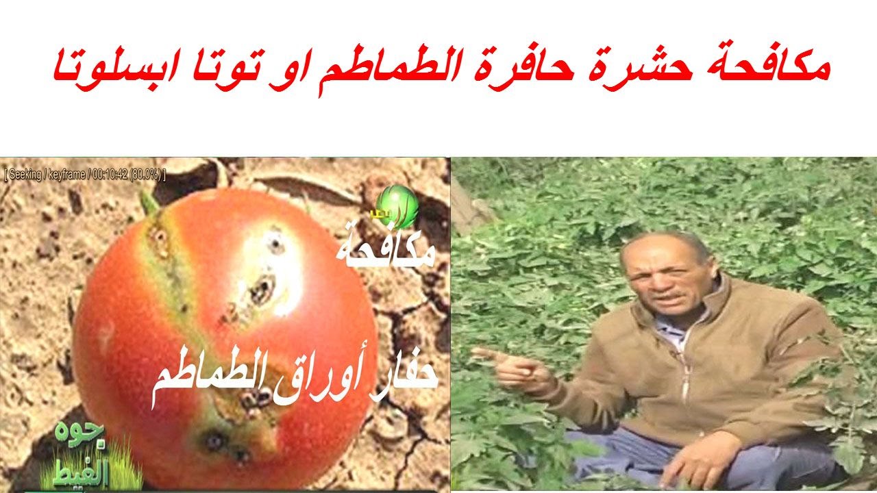 زراعة الطماطم واعراض وطرق مكافحة حشرة حافرة الطماطم او توتا ابسليوتا