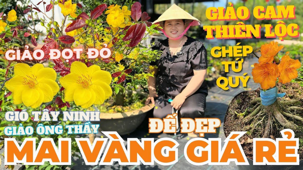 03-03 CHỊ THANH TRÀ Giao Lưu Mai Vàng Giá Rẻ, Giảo Cam Thiên Lộc, Giảo Ông Thầy... • THÀNH TRỌNG LÊ