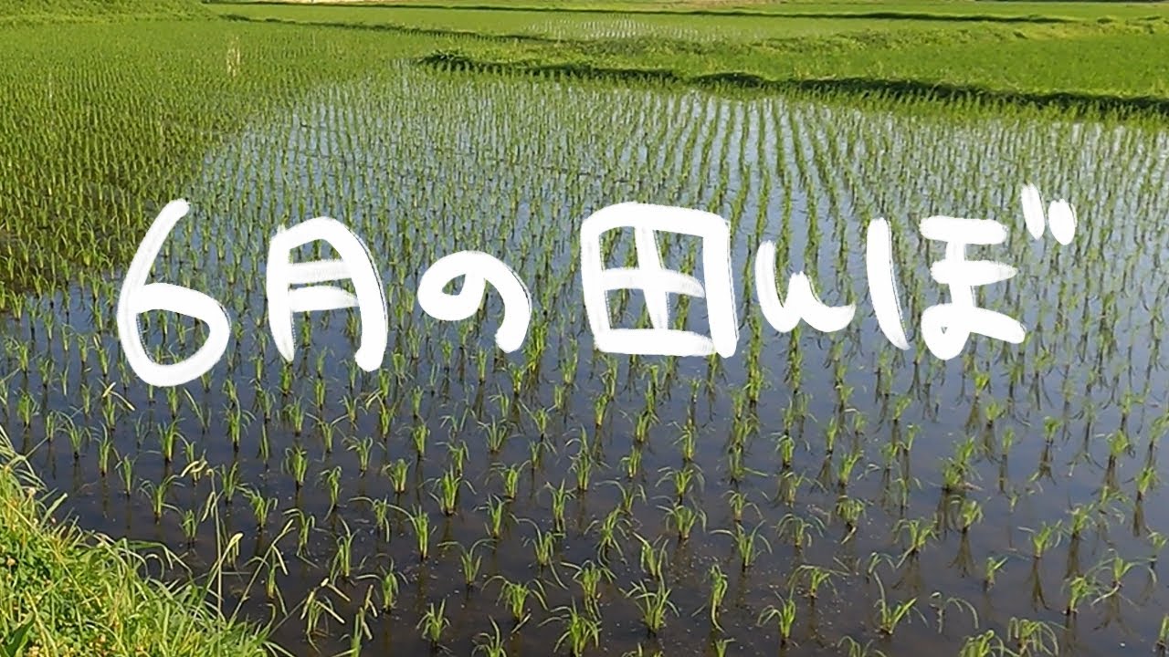 稲田散歩　　　Rice field walk