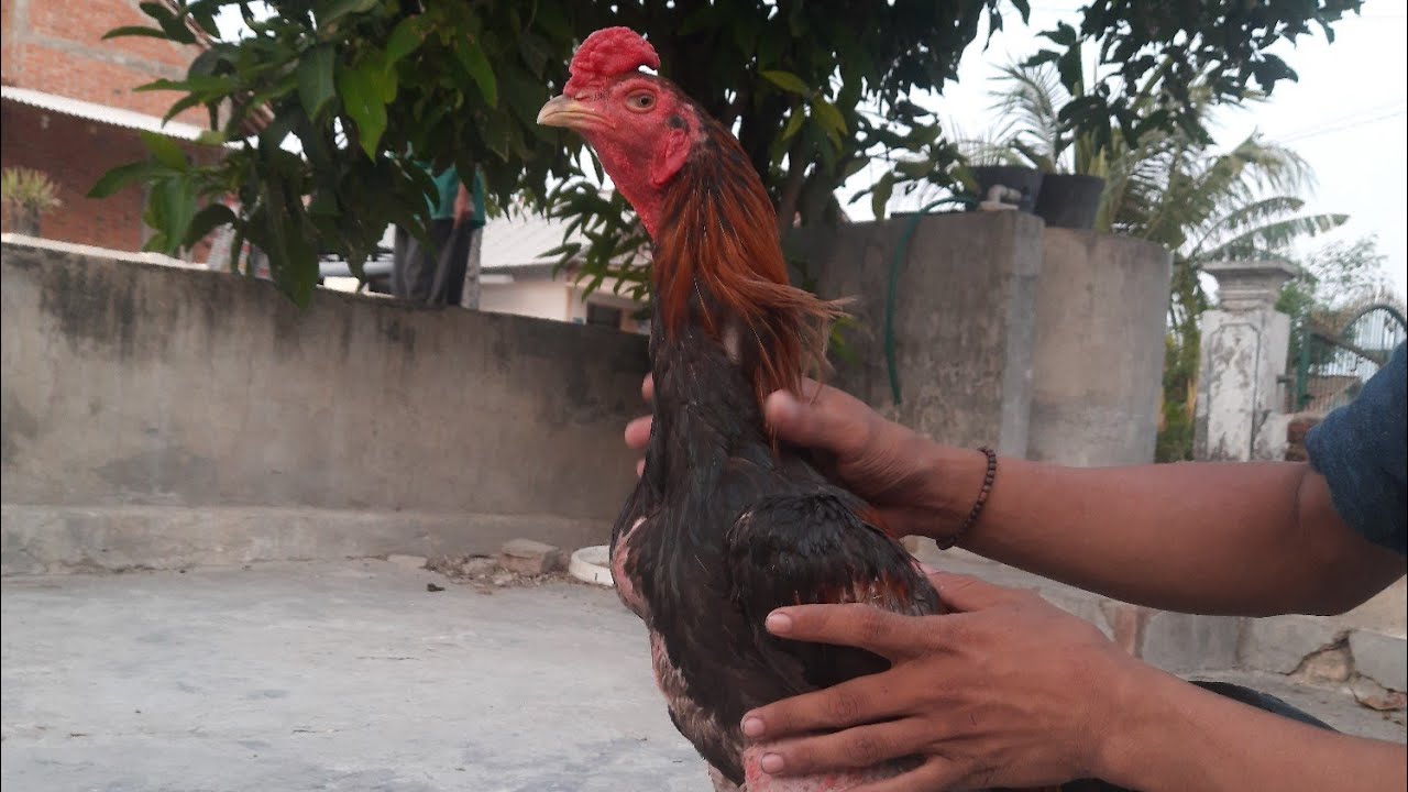 Hobi tentang kenyamanan. Salam Kandang sederhana Kandang Gelam. peternak ayam Bk, Pakhoy, dan Mangon
