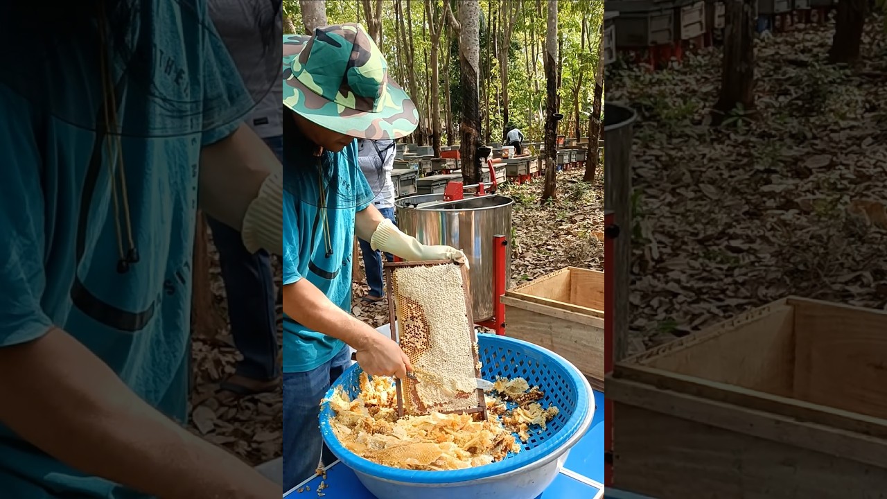 Real Beekeeping Experience | Honey Harvest 2026