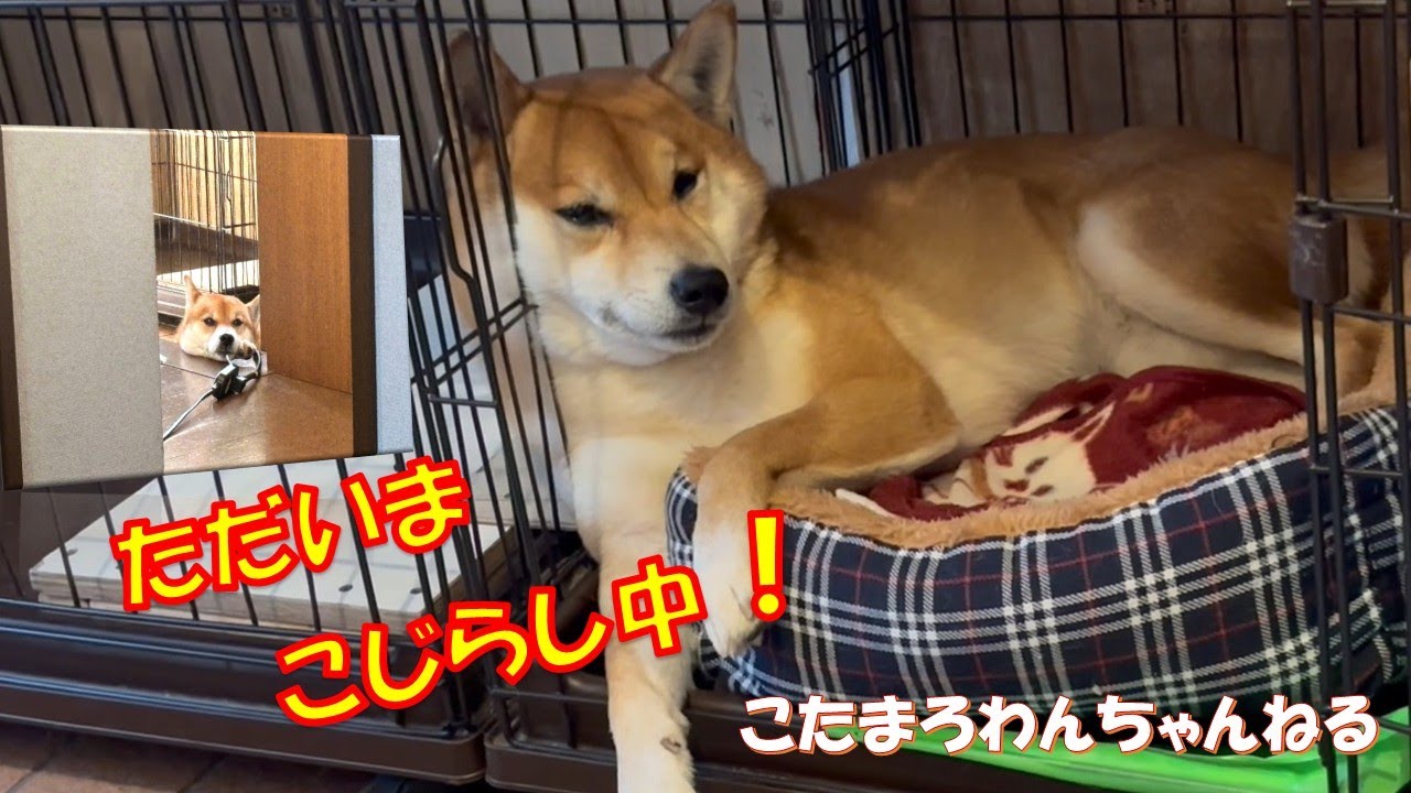 ただ今、こじらし中⁉ こじらしを全身でアピールしてくる柴犬こたろう