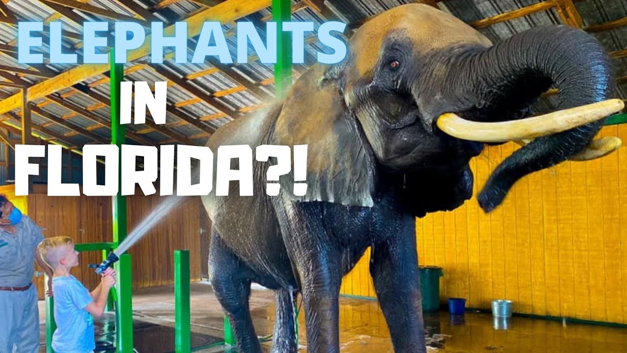 Elephants in Florida? Where You Can Get up Close with an Elephant in Florida - Myakka Elephant Ranch