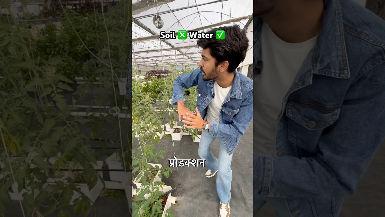 Dutch Bucket Hydroponic System