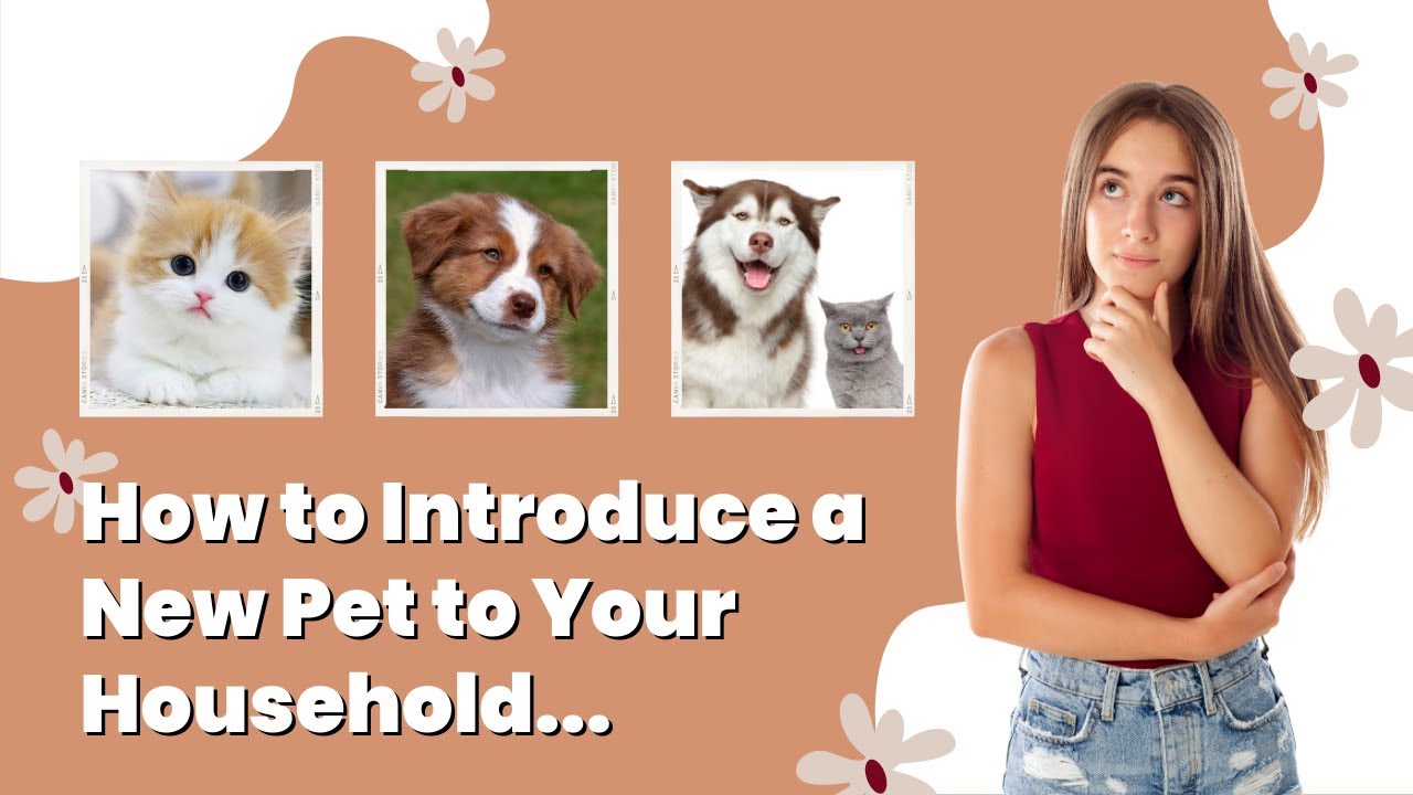 How to Introduce a New Pet to Your Household