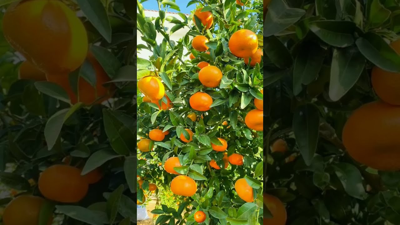 Sweet Mandarin! #viral #ytshorts #shorts #asmr #asmrsounds #satisfying ing #capcut #mandarin #orange