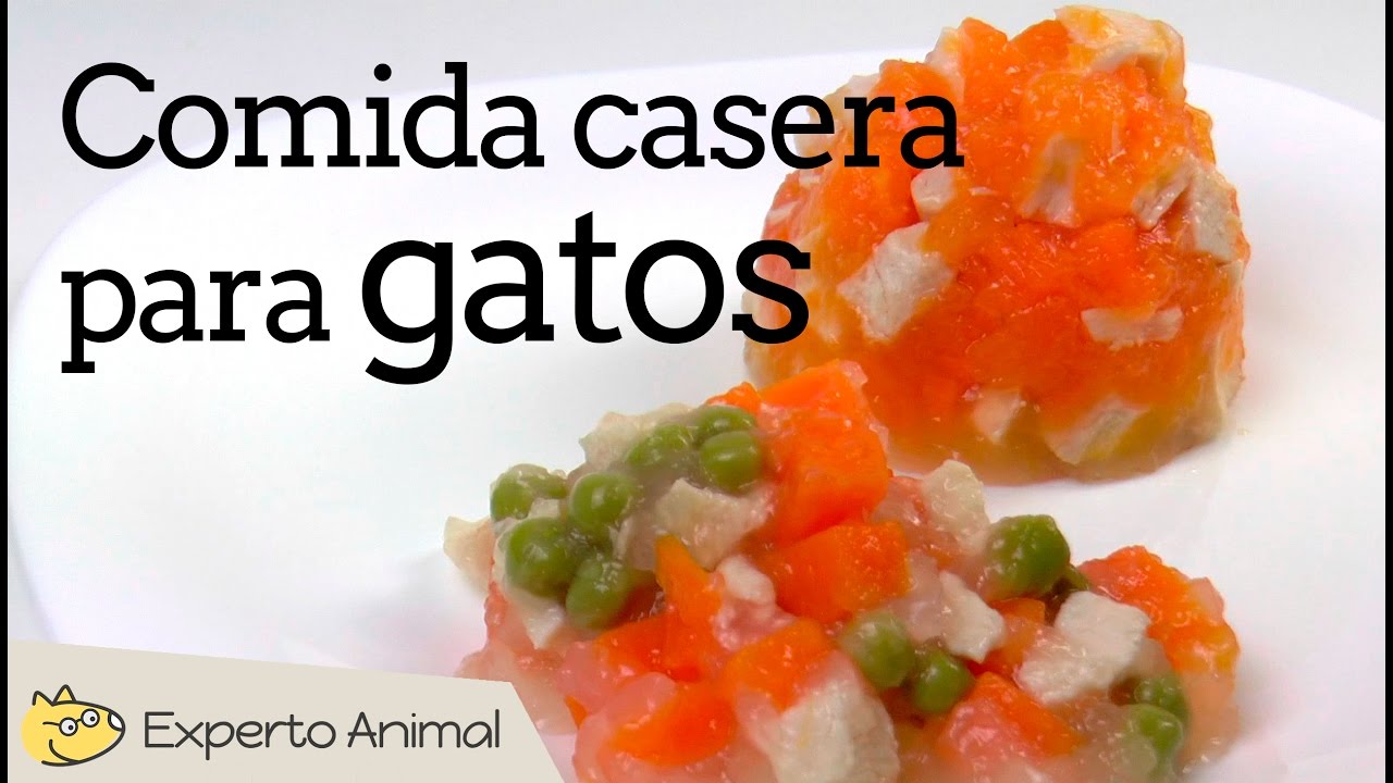 Comida casera para gatos - Comida húmeda para gatos con pollo