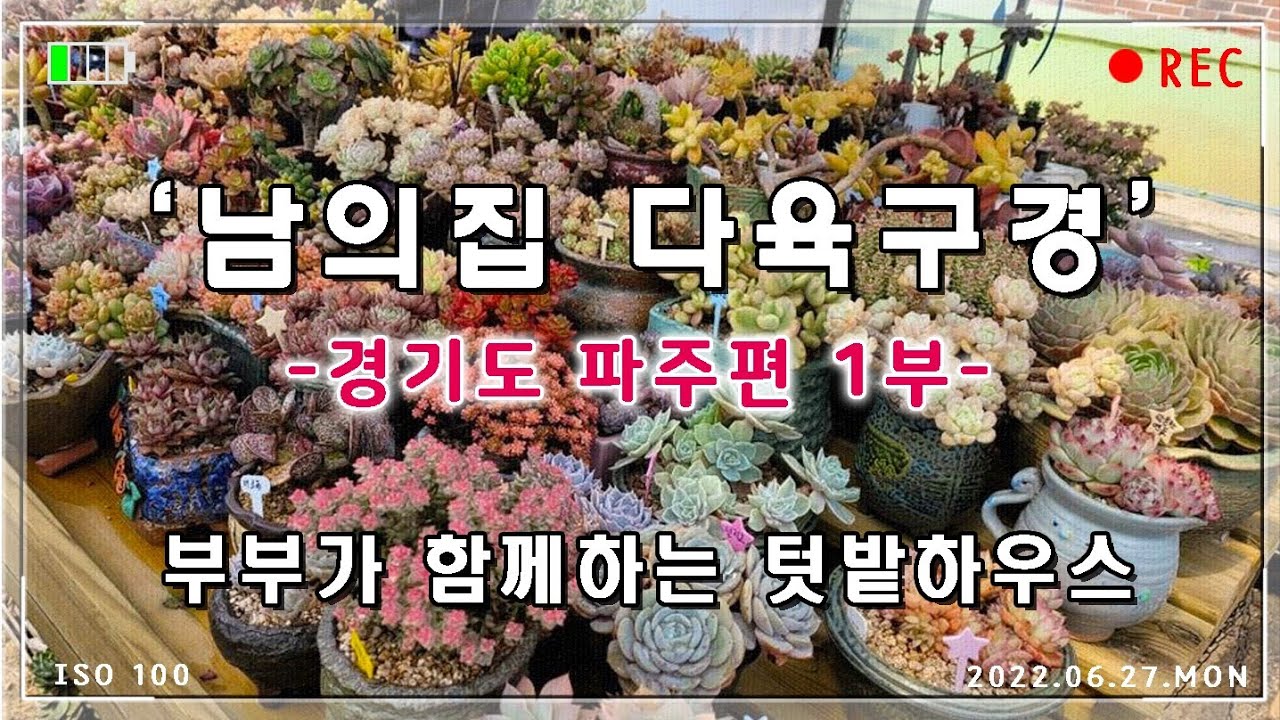 남의집 다육구경 (경기파주편 1부) / 모래요정 다육식물 (多肉植物) (たにくしょくぶつ) Korean Succulent