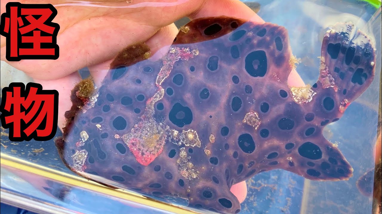 海水浴場で泳ぐ岩を発見したので捕獲して飼育してみた！！