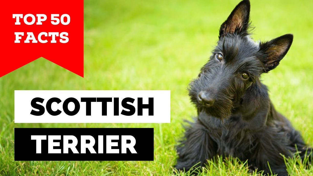99% of Scottie Owners Don't Know This