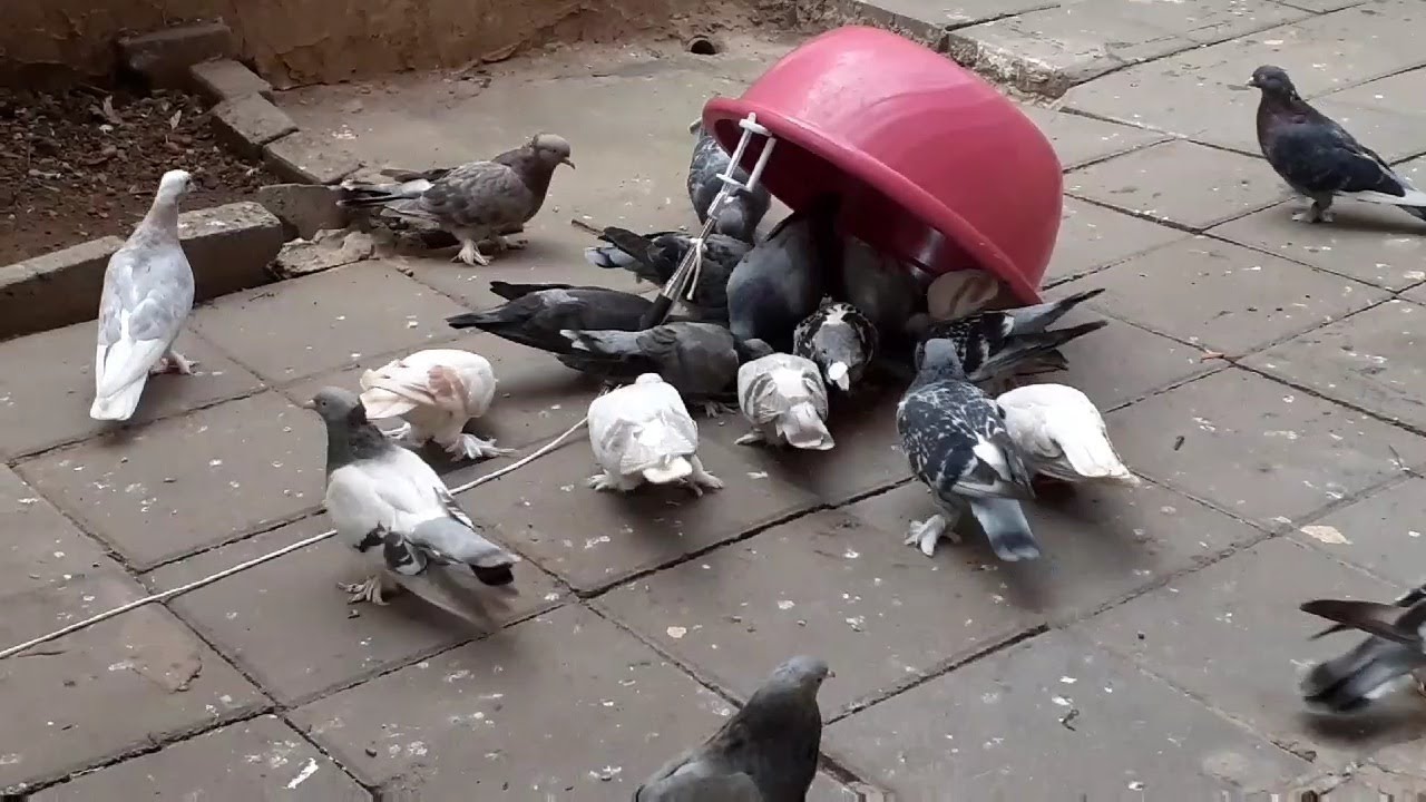 Tuzak Yaptım Ve Güvercin Yakaladım.