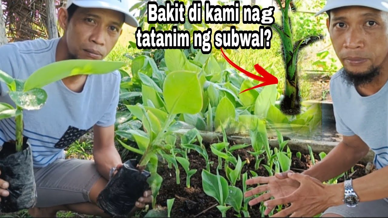 BAKIT DI KAMI NAG TATANIM NG DIRECT  NA SUBWAL NG LAKATAN? GHA AGRI TV