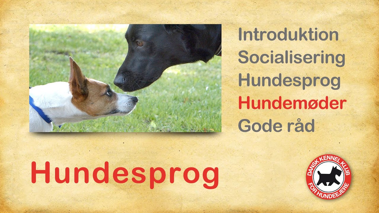 Hundesprog 4 - Hundemøder