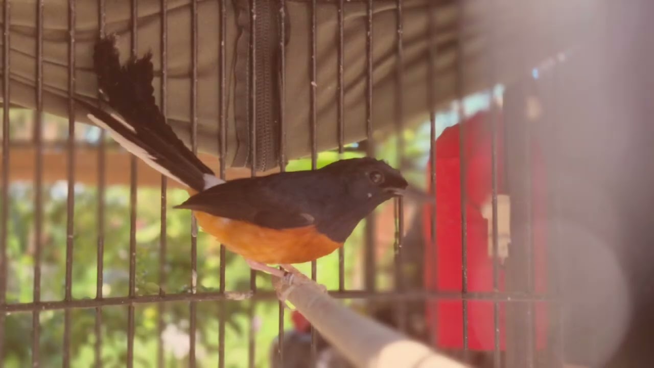 TUGAS BAHASA INDONESIA : INFORMASI BURUNG KUCICA HUTAN (MURAI BATU) by Remiela Purba 