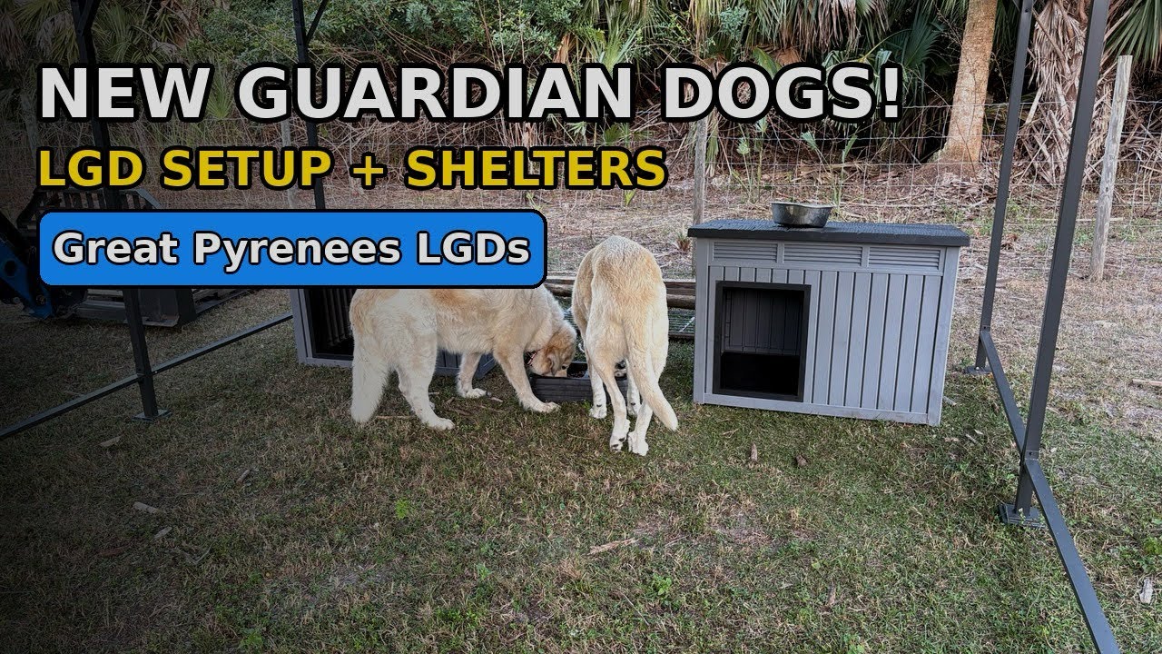 Live stock guardian dogs, Temu dog houses and GPS dog collars on this weeks episode 