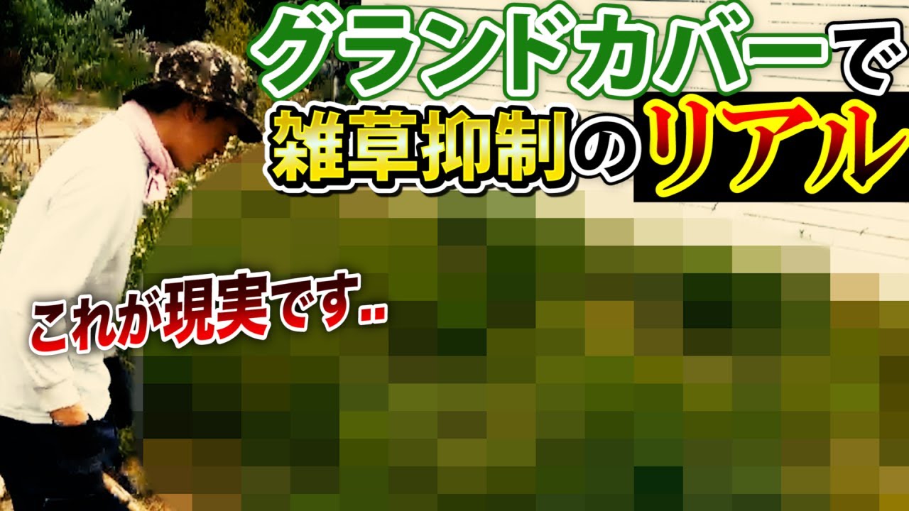 【グランドカバーで雑草抑制の手間と時間】雑草対策用グランドカバーを植えて3か月後、一体どうなったか？