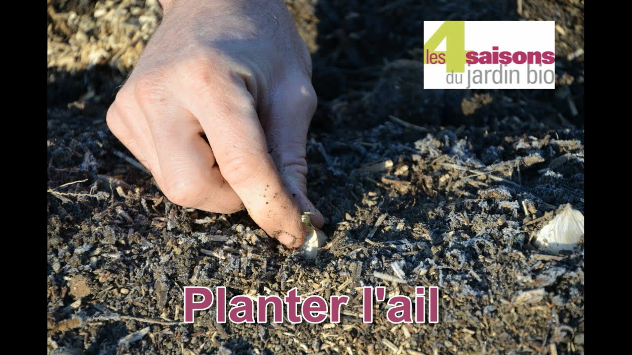Planter l'ail - Les 4 Saisons du jardin bio