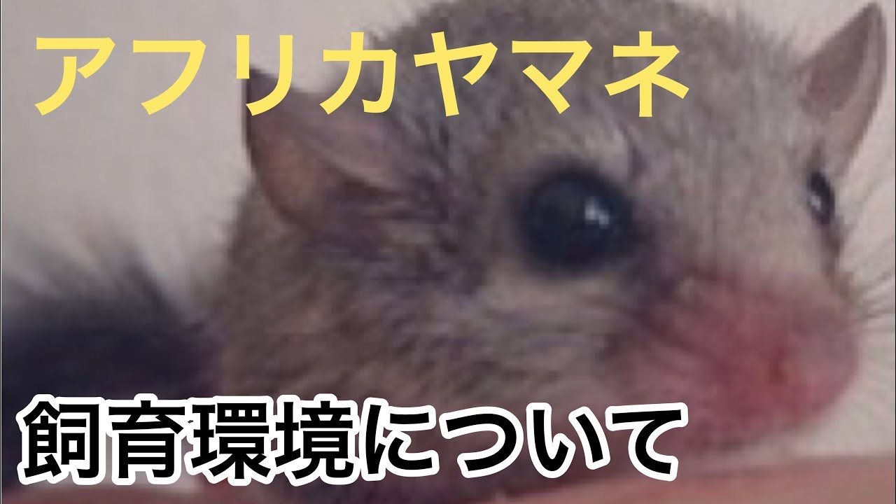 【アフリカヤマネ】飼育！ケージを使って紹介します！