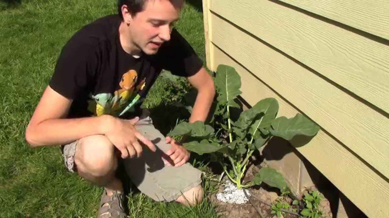 Simple and Cheap Way to Prevent the Cabbage Root Fly!
